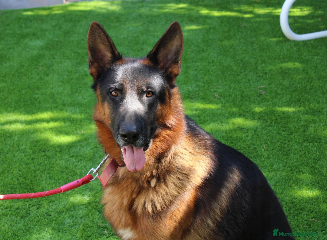 Pastor Alemán perros en venta: Cadells Pastor Alemany, Cachorros Pastor Alemán en Barcelona - Anuncio 10