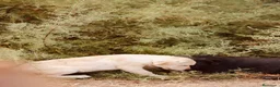Labrador Retriever perros en venta: Cachorro macho amarillo.  - Anuncio 9