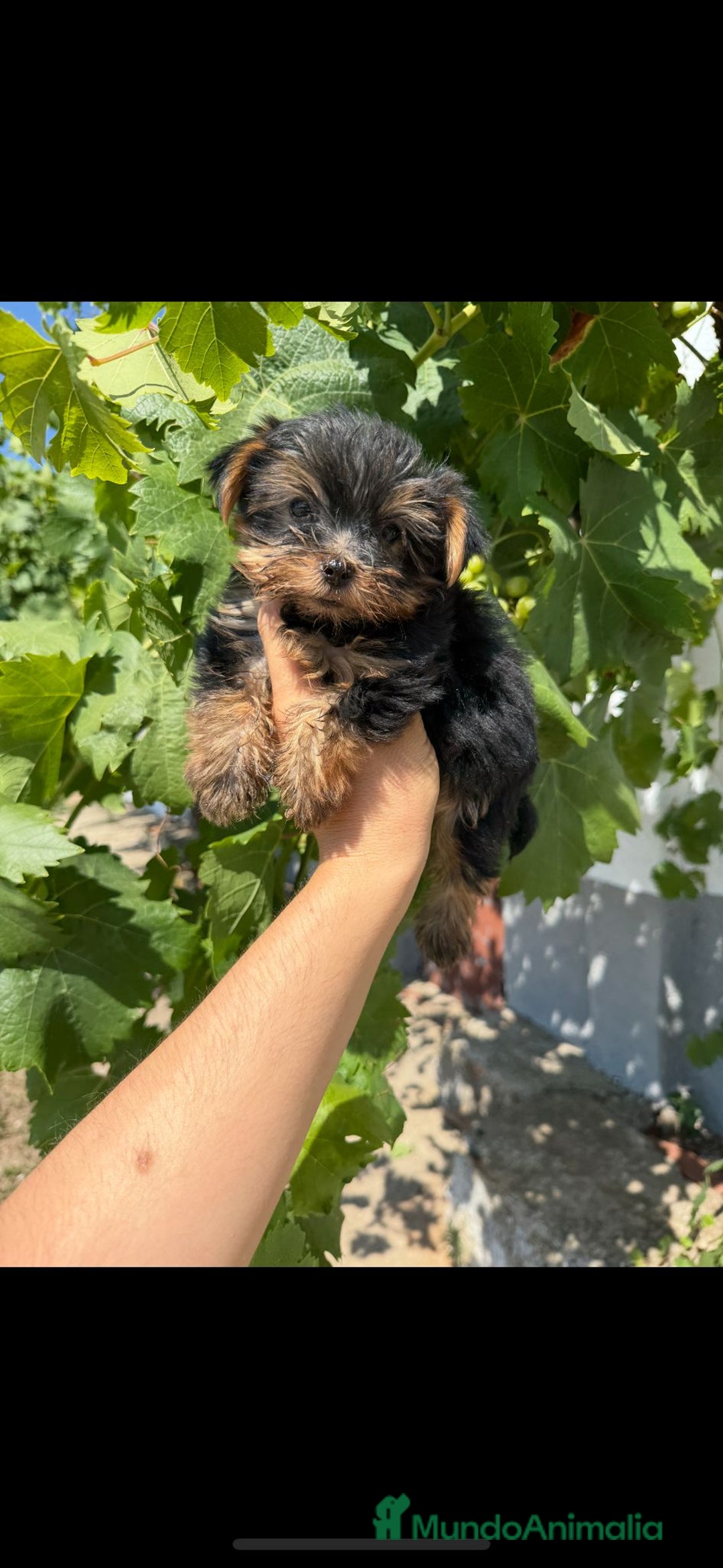 Yorkshire Terrier perros en venta: CACHORRO YORKSHIRE  - Imagen 1