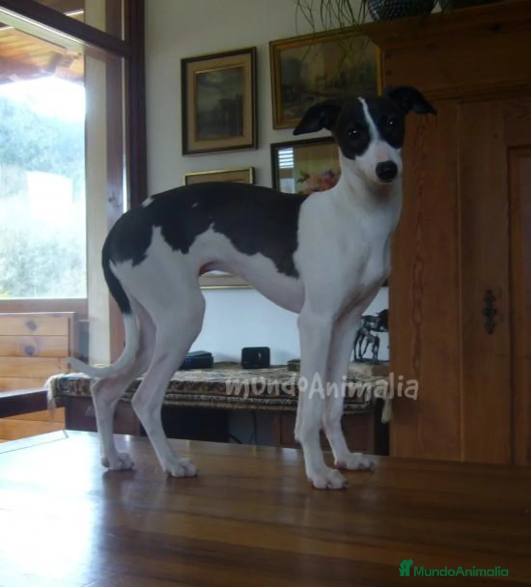 Imagen de galería {{count}}