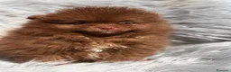 Pomerania perros en venta: Pomerania cara oso chocolate  - Anuncio 3