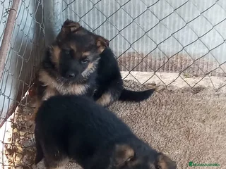 Pastor Alemán perros CACHORROS PASTOR ALEMAN en Murcia - Anuncio 5
