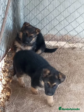Pastor Alemán perros CACHORROS PASTOR ALEMAN en Murcia - Anuncio 4