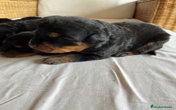 Rottweiler perros en venta: ROTTWEILER cachorros - Imagen 10