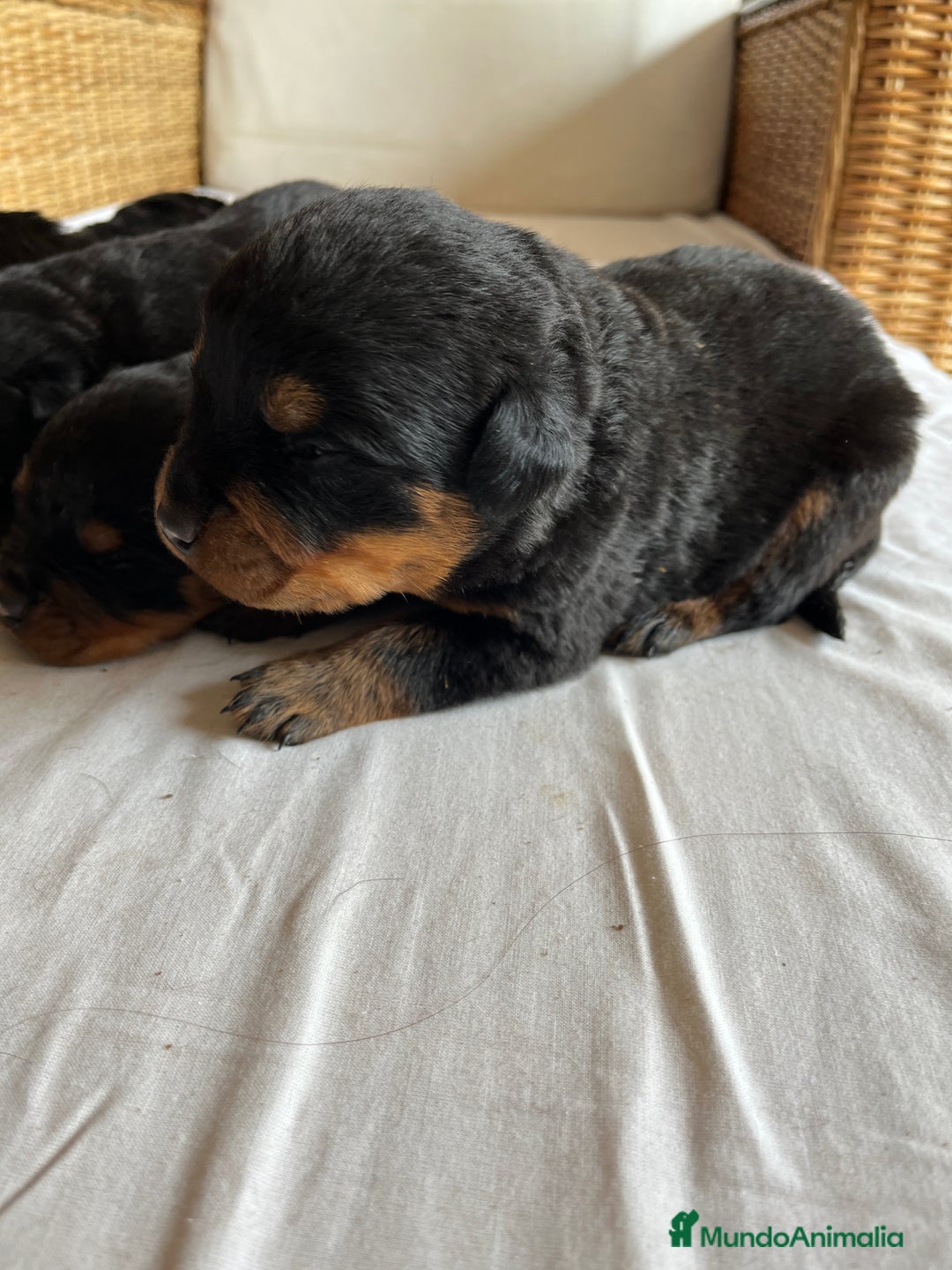 Rottweiler perros en venta: ROTTWEILER cachorros - Imagen 10