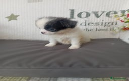 Chihuahua perros en venta: Chihuahua toy colores exóticos pelo largo y corto  - Imagen 5