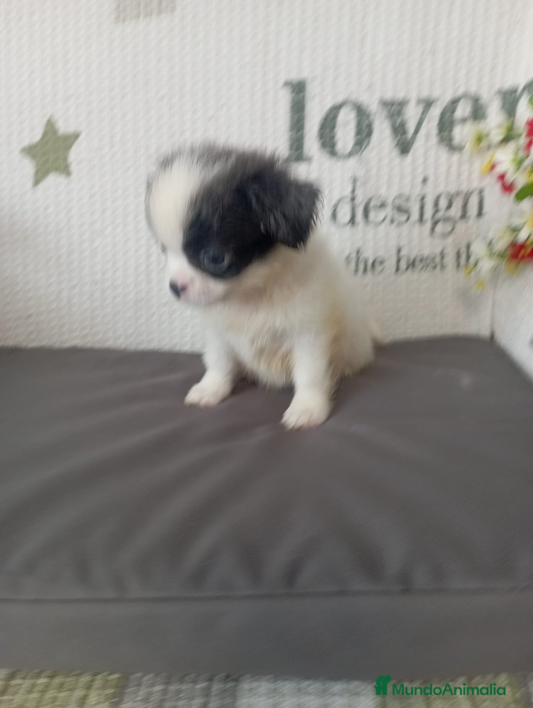 Chihuahua perros en venta: Chihuahua toy colores exóticos pelo largo y corto  - Imagen 5