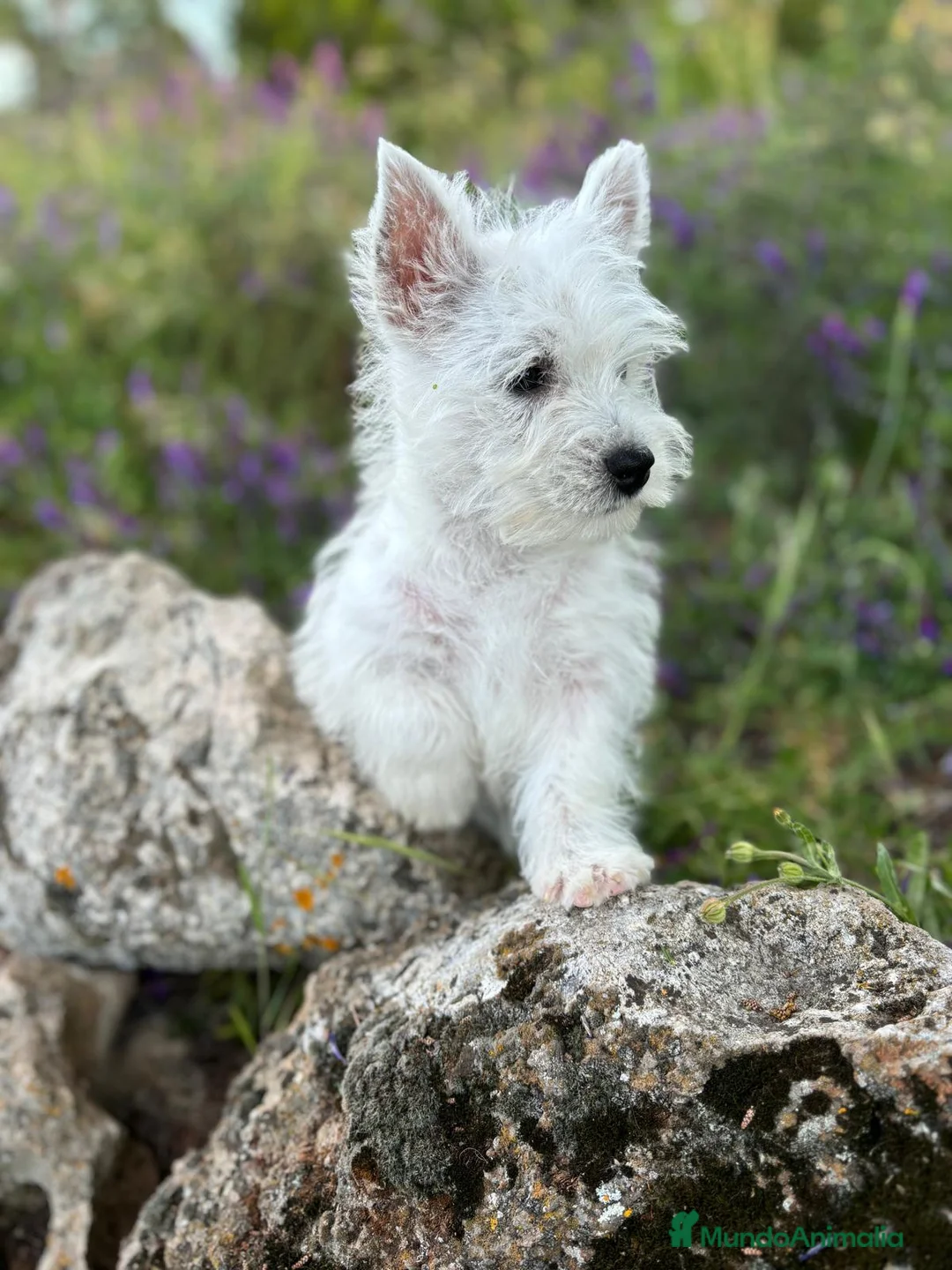West Highland White Terrier perros en venta: Westys Hembras !!! - Anuncio 3