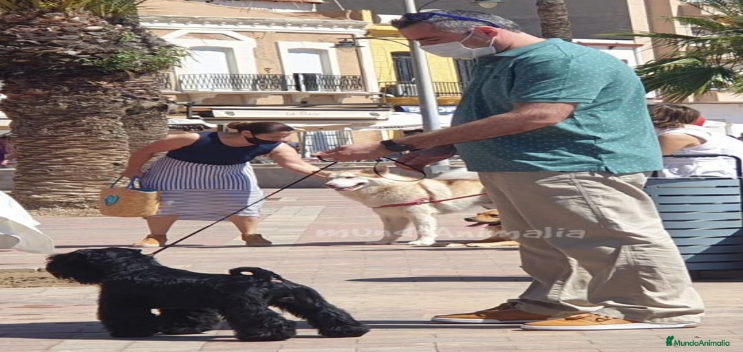 Imagen de galería {{count}}