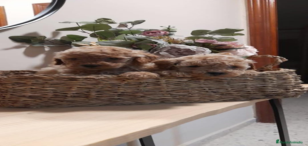 Imagen de galería {{count}}