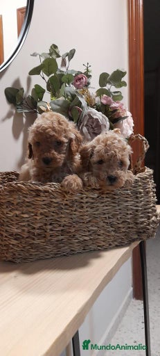 Imagen de galería {{count}}