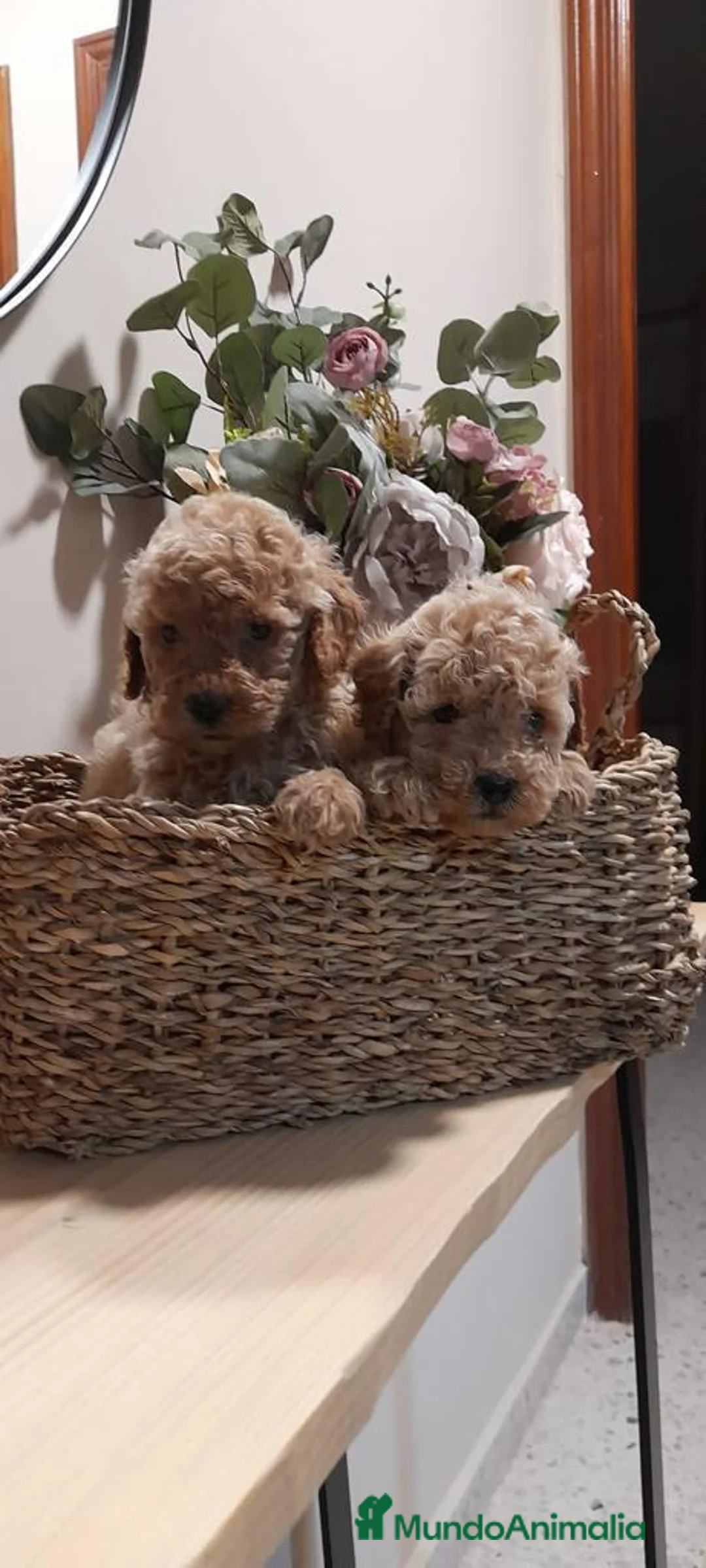 Imagen de galería {{count}}