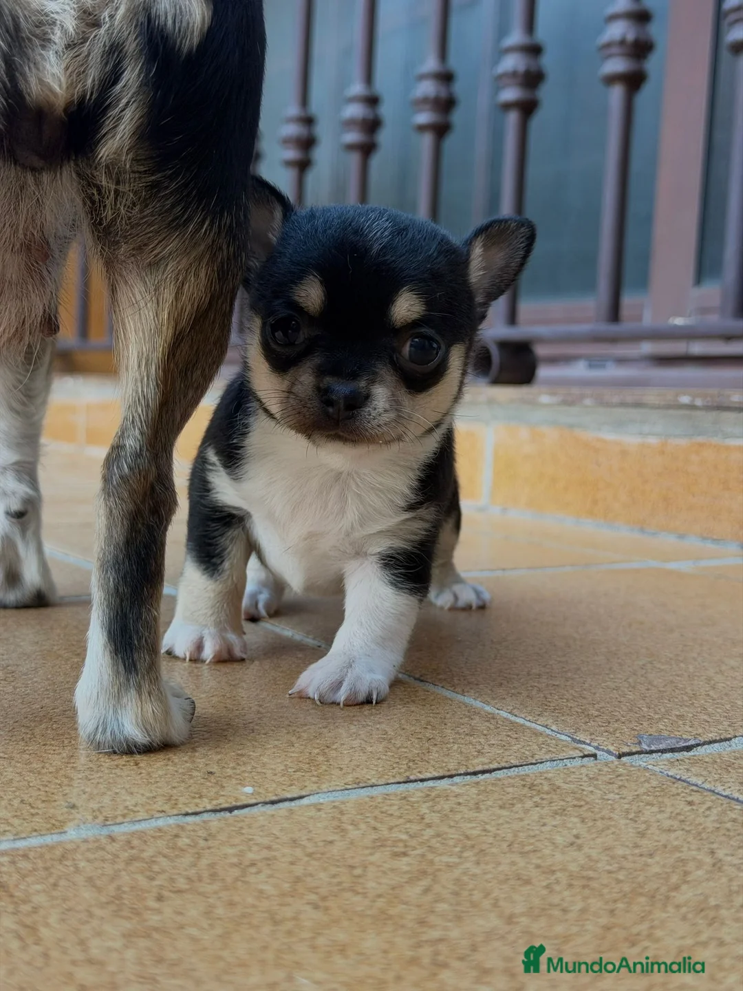 Chihuahua perros en venta: Camada Chihuahua  - Anuncio 2