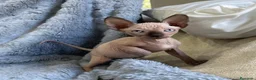 Sphynx gatos en venta: gatitos sphynx - Anuncio 5