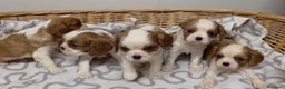 Cavalier King Charles Spaniel perros en venta: Cachorros de Cavalier  - Anuncio 1