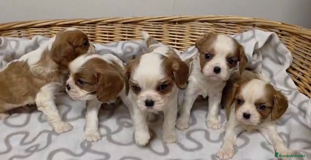 Cavalier King Charles Spaniel perros en venta: Cachorros de Cavalier  - Anuncio 1