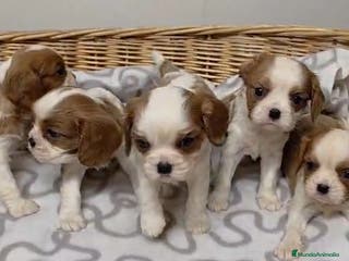 Cavalier King Charles Spaniel perros Cachorros de Cavalier - Anuncio 2