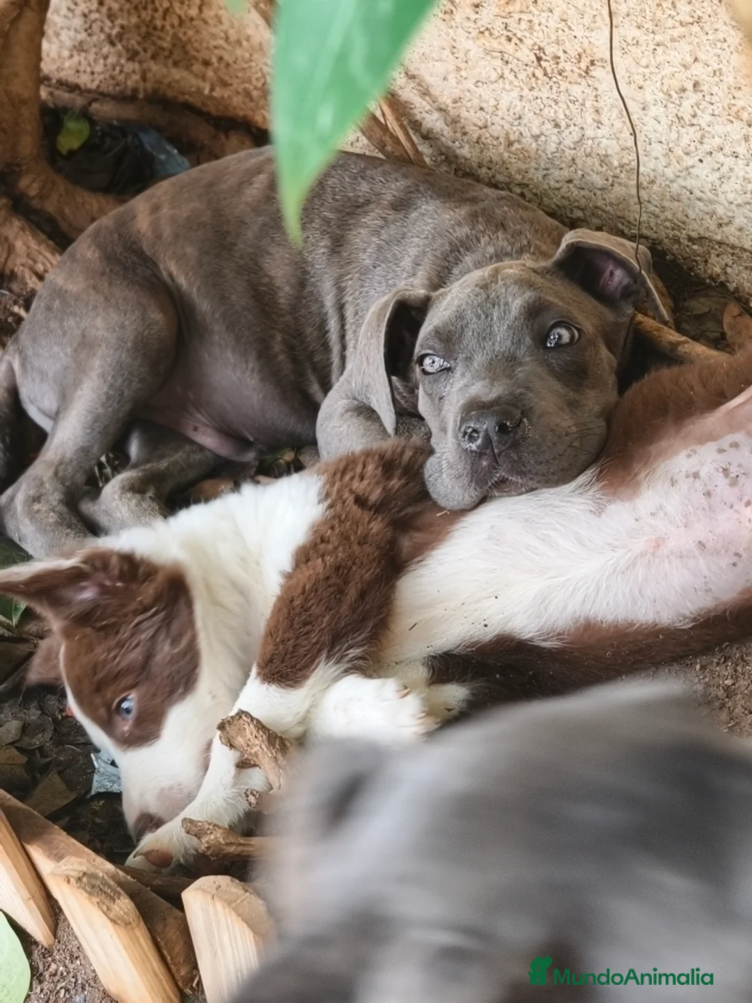 Cane Corso perros en venta: Cane corso  - Anuncio 3