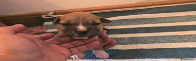 American Staffordshire-Terrier Cachorro 3