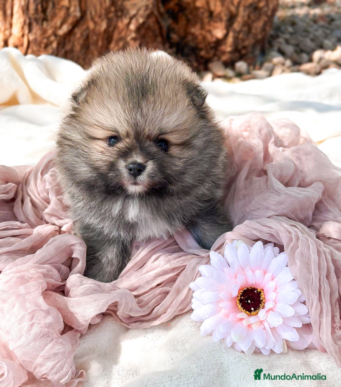 Pomerania perros Lulú de Pomerania - Anuncio 2