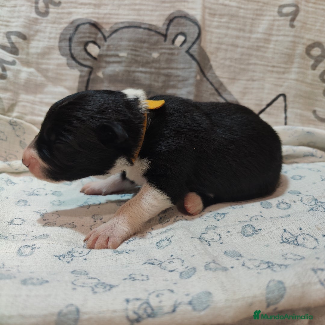 Border Collie perros en venta: Border Collie Blue Merle disponibles - Anuncio 3