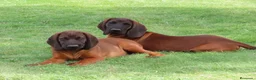 Sabueso de Sangre de Baviera perros en venta: Sabueso de Baviera  - Anuncio 5