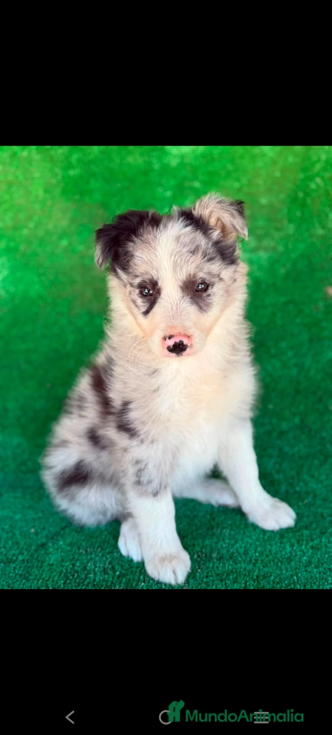 Border Collie perros en venta: Border collies blue merles - Anuncio 2
