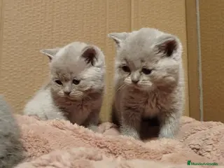 Británico de Pelo Corto gatos British Shorthair - Anuncio 1