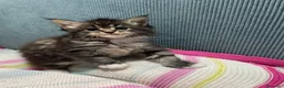 Maine Coon gatos en venta: Rey- Diez cattery  - Anuncio 14