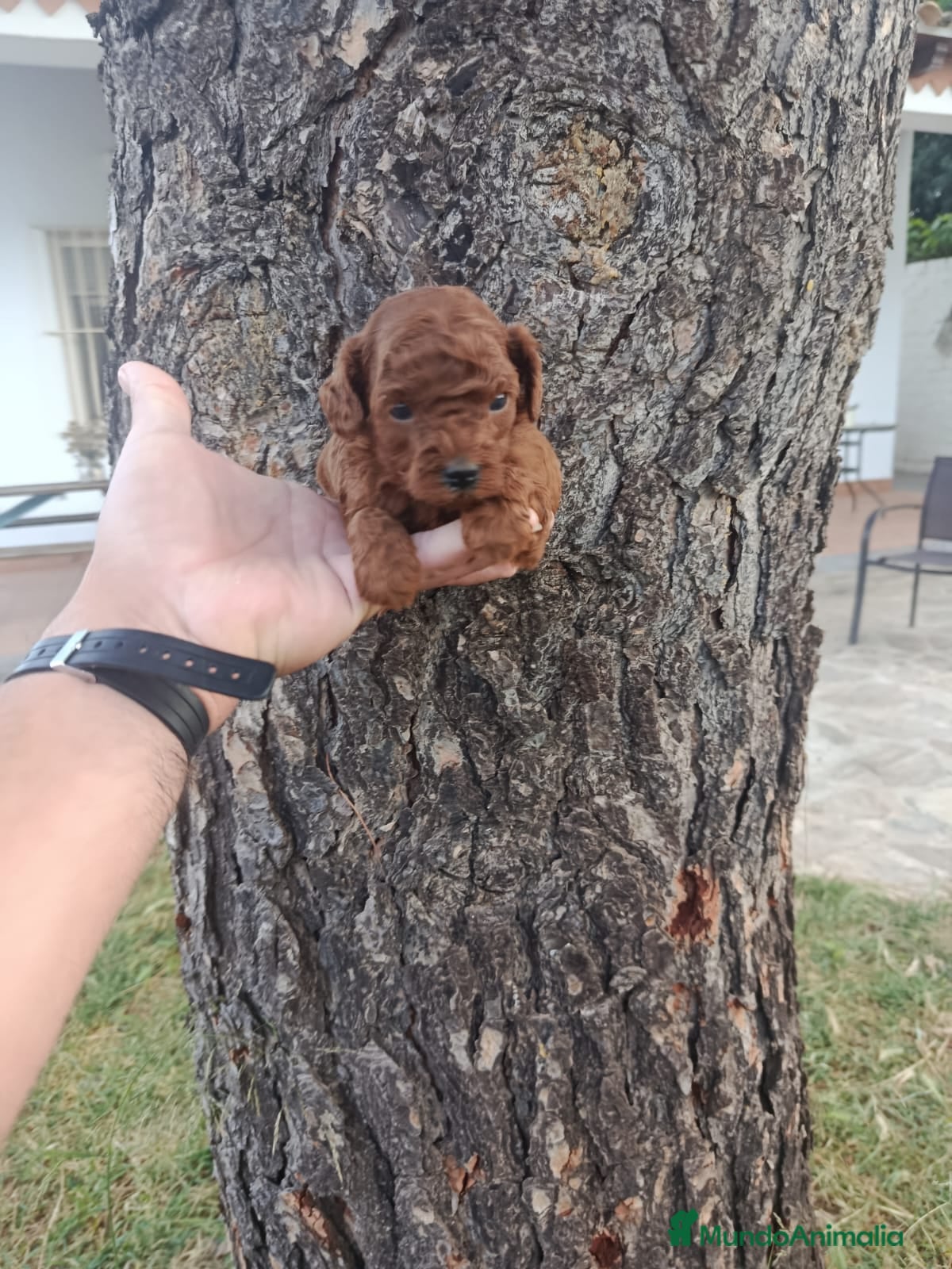 Caniche Toy perros PRECIOSOS CANICHE  ROJO LINEA ASIÁTICO  - Anuncio 1