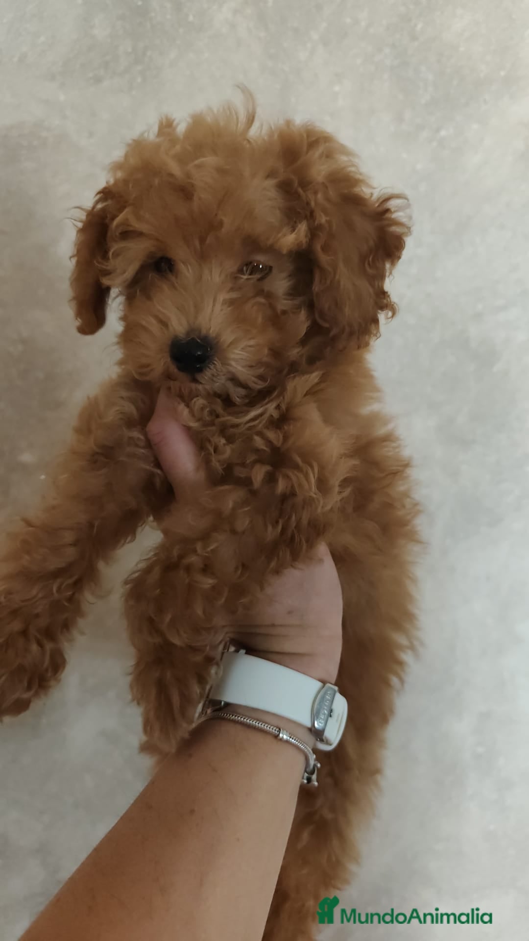 Caniche Toy perros en venta: Espectaculares caniches toy rojos - Imagen 7