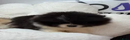 Pomerania perros en venta: POMERANIA - Anuncio 5