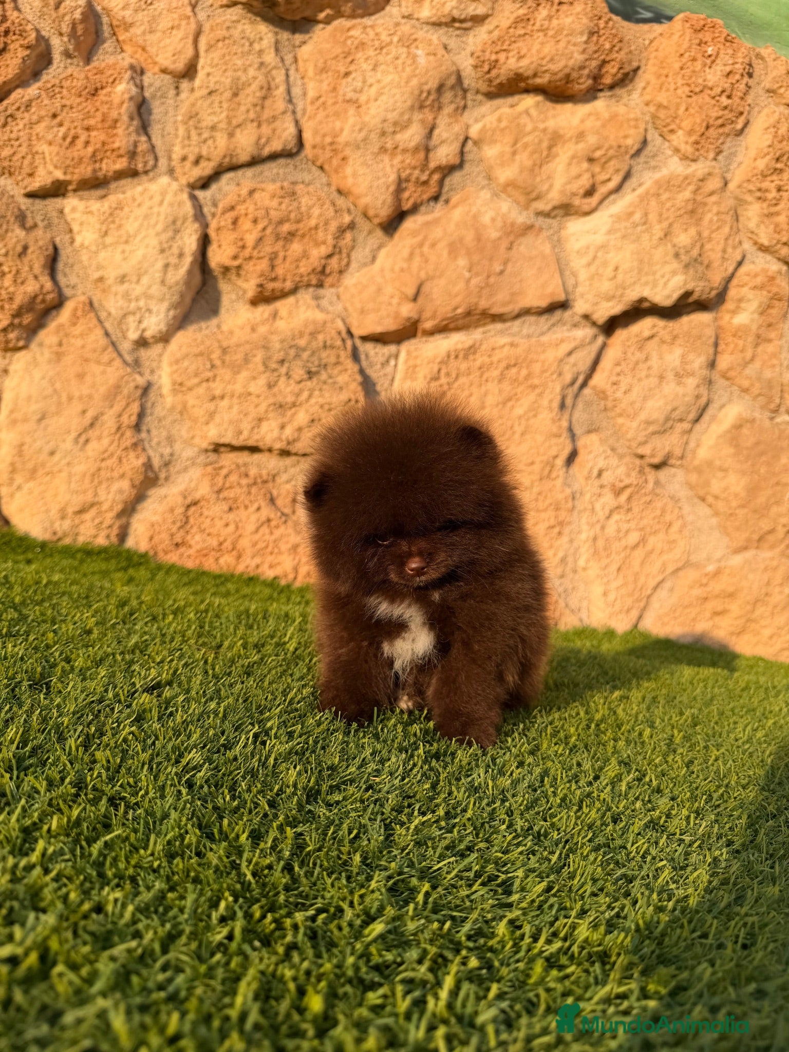 Pomerania perros Excelente Pomerania toy chocolate - Anuncio 2