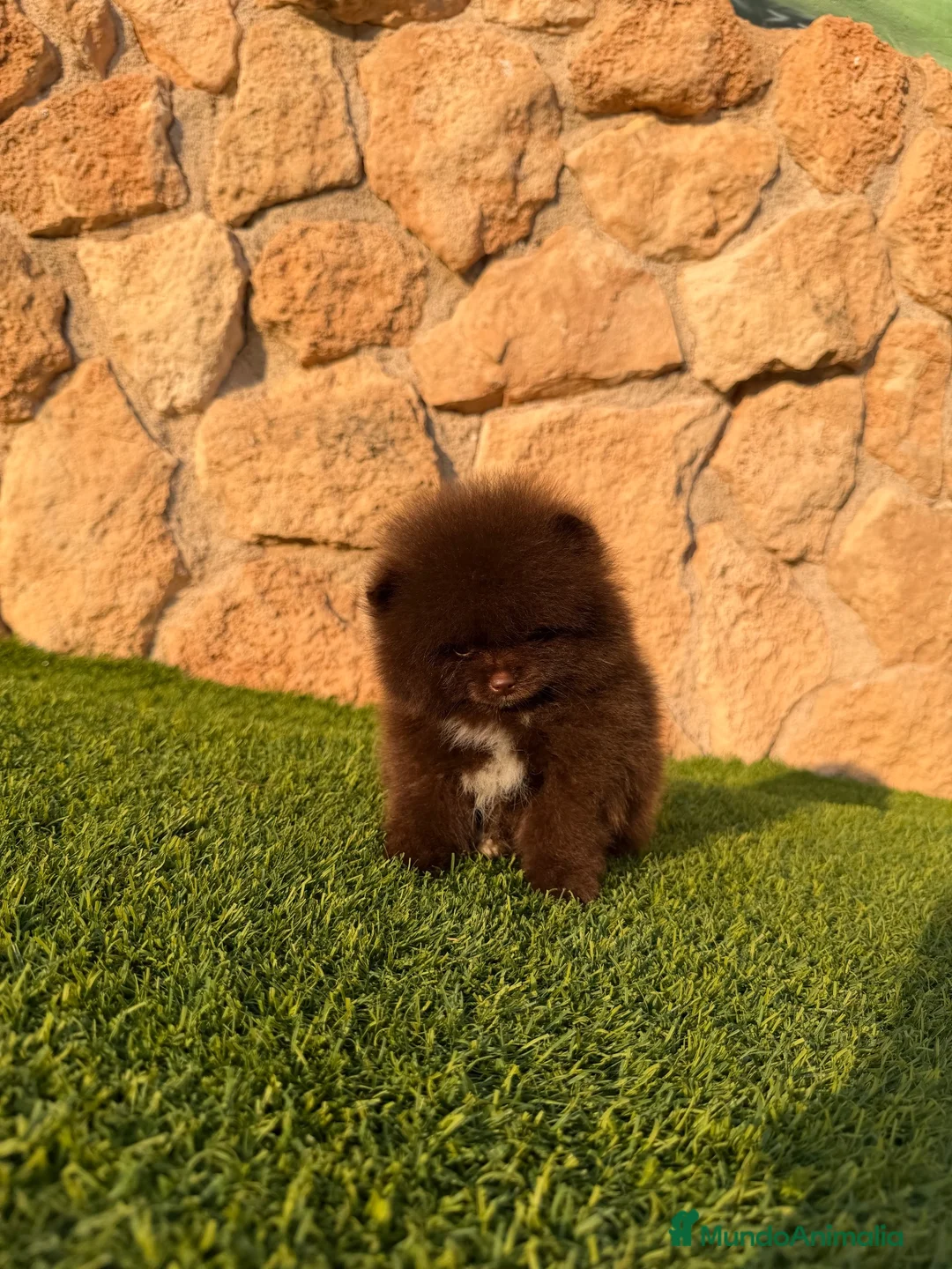 Pomerania perros en venta: Excelente Pomerania toy chocolate - Anuncio 2