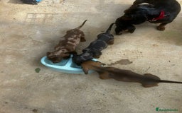 Teckel Miniatura perros en venta: Teckel miniaturas - Imagen 2