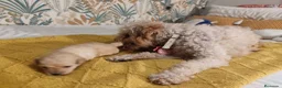 Caniche Toy perros en venta: Caniches PraoToro  en Zaragoza - Anuncio 5