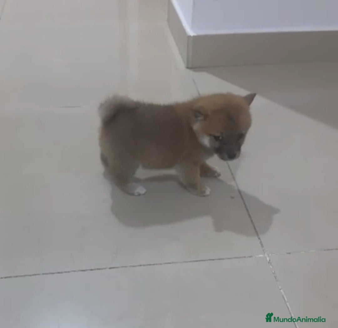 Shiba Inu perros en venta: Shiba inu  - Anuncio 3
