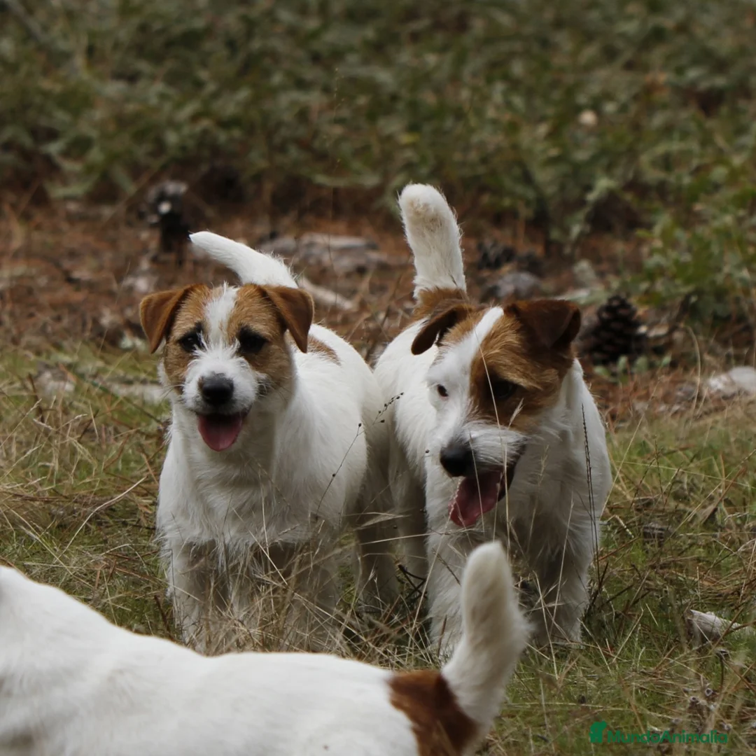 Imagen de galería {{count}}