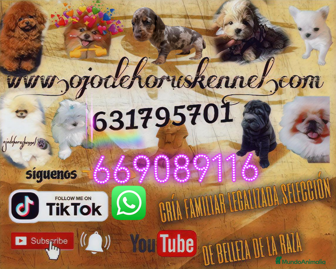 Bichón Maltés perros en venta: Bichón maltés ❗❗❗❗ coreano ✨⭐ - Imagen 2