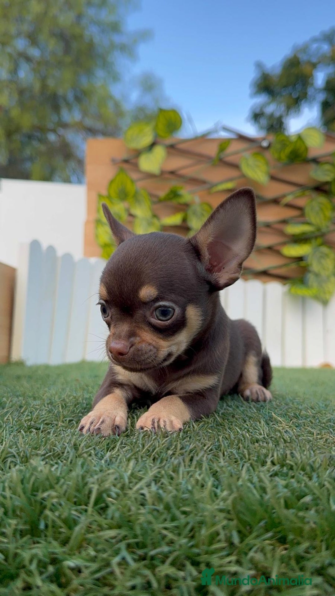 Chihuahua perros en venta: CHIHUAHUA MACHO - Imagen 13