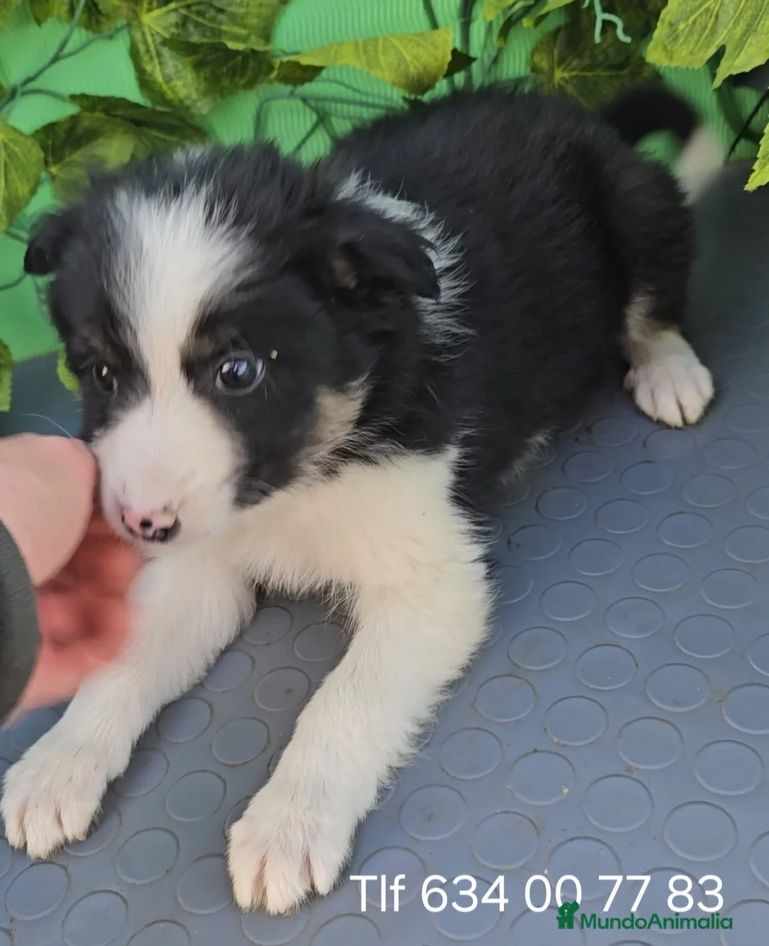 Border Collie perros en venta: Excelente cachorro border collie  - Anuncio 2