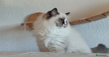 Ragdoll gatos - Anuncio 16