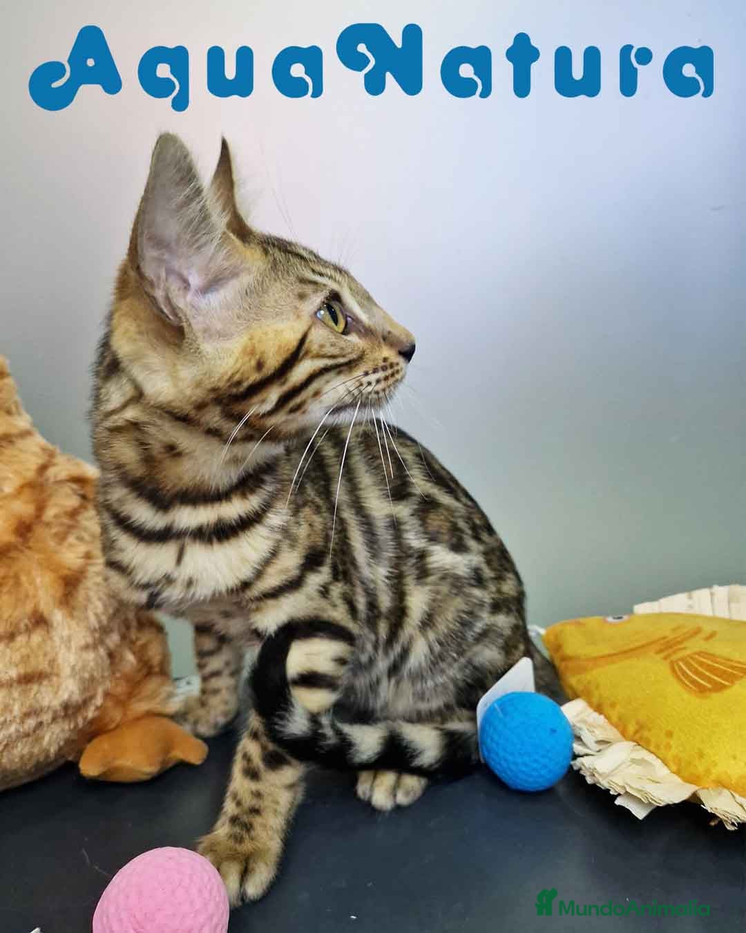 Bengalí gatos en venta: Bengali Hembra 4611 AQUANATURA - Imagen 6