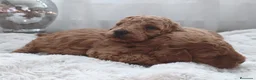 Caniche Toy perros en venta: Espectacular camada de caniche  - Anuncio 5