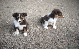 Border Collie perros en venta: Cachorros border collie marrones - Imagen 7