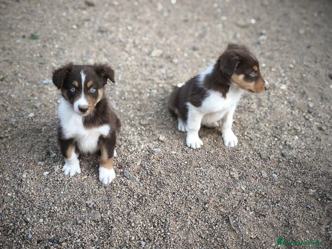 Border Collie perros en venta: Cachorros border collie marrones - Imagen 7