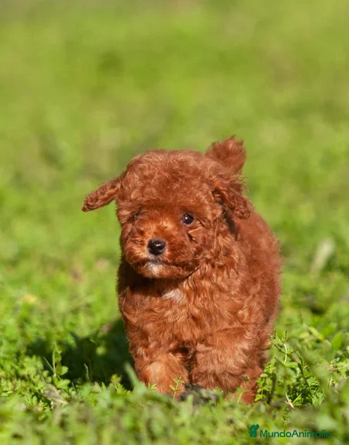 Caniche Toy perros caniche asiático toy rojo - Anuncio 11