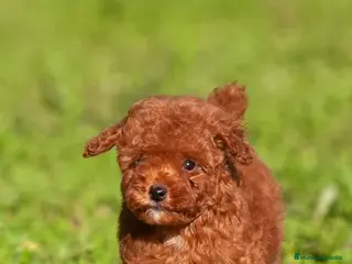 Caniche Toy perros caniche asiático toy rojo - Anuncio 12