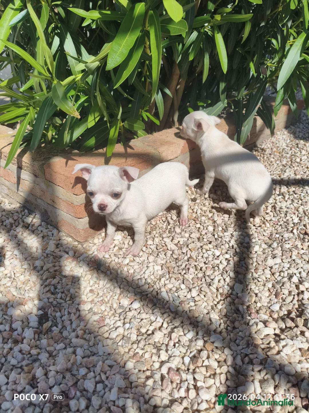 Chihuahua perros en venta: chihuahua  - Anuncio 1