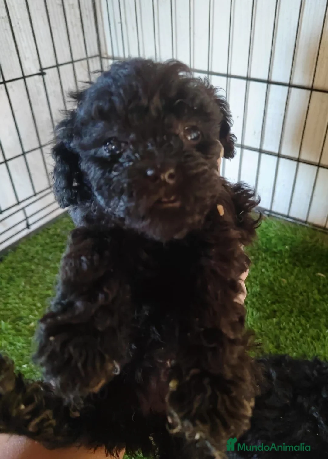 Caniche Toy perros en venta: Caniches Toys Hembras - Anuncio 6